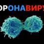 koronavirus.jpg